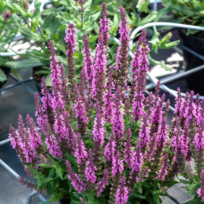 Steppen\u002DSalbei\u0020\u0028Salvia\u0020nemorosa\u0029\u0020Pink\u0020Paradise