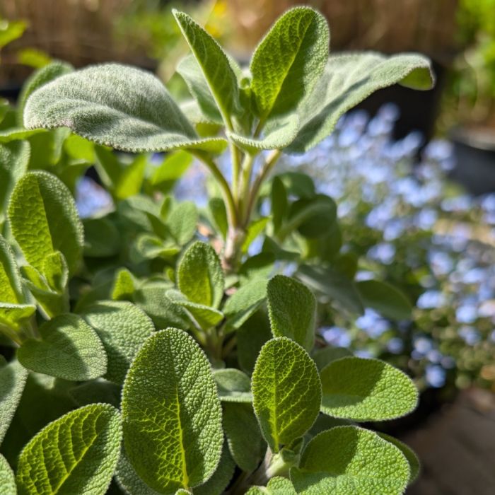 Echter Salbei (Salvia officinalis) Growers Friend