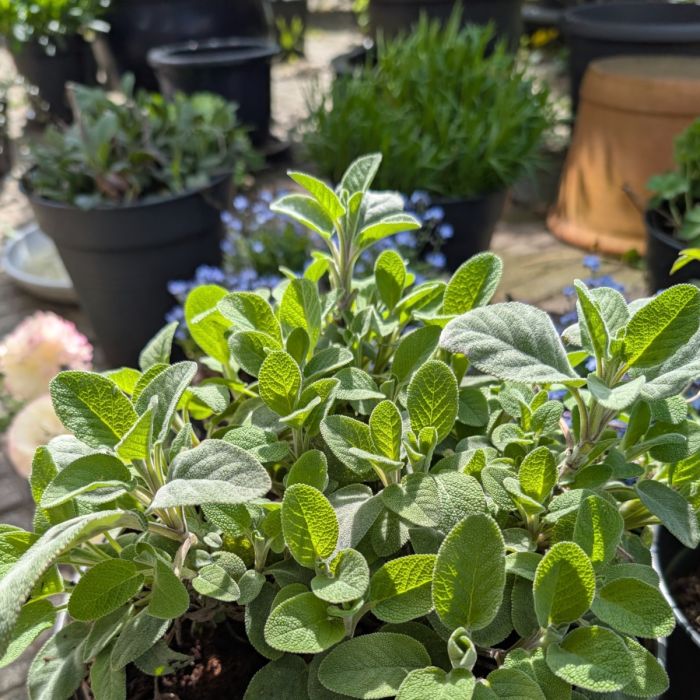 Echter Salbei (Salvia officinalis) Growers Friend