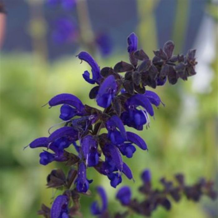 Wiesensalbei\u0020\u0028Salvia\u0020pratensis\u0020\u0029\u0020Twilight\u0020Serenade