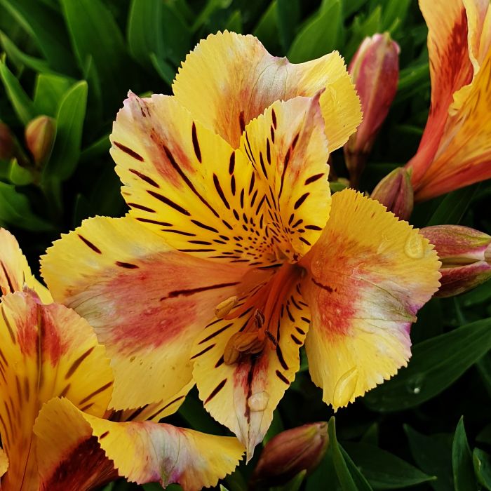 Inkalilie\u0020\u0028Alstroemeria\u0020hybrid\u0029\u0020Colorita\u00AE\u0020Sara