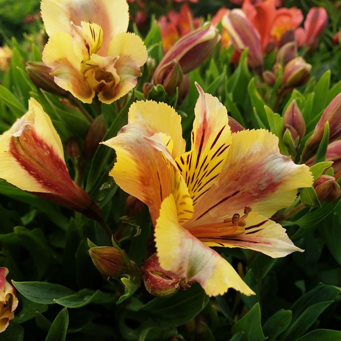 Inkalilie\u0020\u0028Alstroemeria\u0020hybrid\u0029\u0020Colorita\u00AE\u0020Sara