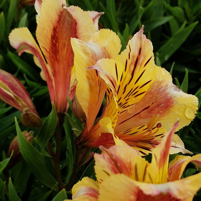 Inkalilie\u0020\u0028Alstroemeria\u0020hybrid\u0029\u0020Colorita\u00AE\u0020Sara