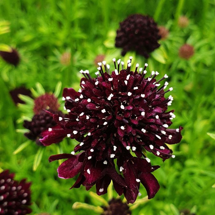 Skabiose\u0020\u0028Scabiosa\u0020columbaria\u0029\u0020Summer\u0020Night