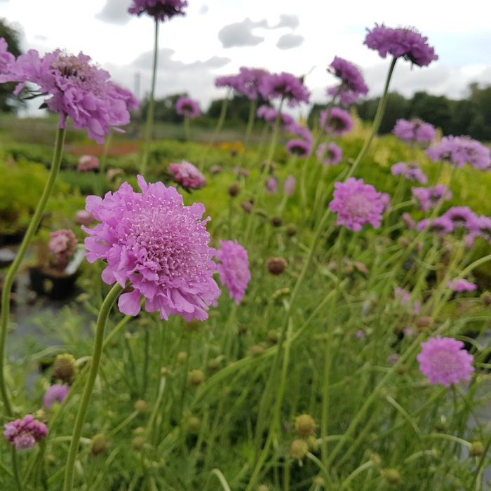 Trauben\u002DSkabiose\u0020\u0028Scabiosa\u0020columbaria\u0029\u0020Pink\u0020Mist