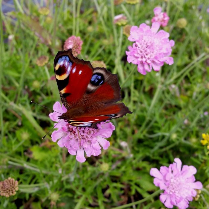 Trauben\u002DSkabiose\u0020\u0028Scabiosa\u0020columbaria\u0029\u0020Pink\u0020Mist