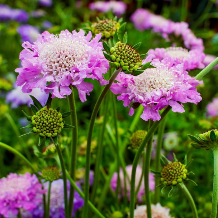 Trauben\u002DSkabiose\u0020\u0028Scabiosa\u0020columbaria\u0029\u0020Pink\u0020Mist