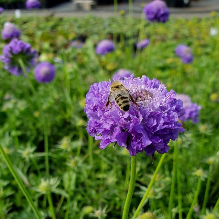 Berg\u002DSkabiose\u0020\u0028Scabiosa\u0020japonica\u0029\u0020Blue\u0020Note