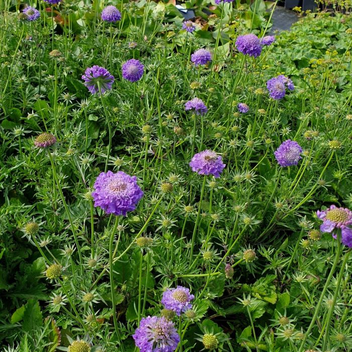 Berg\u002DSkabiose\u0020\u0028Scabiosa\u0020japonica\u0029\u0020Blue\u0020Note