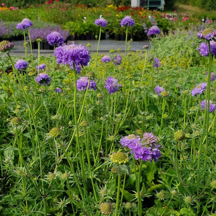 Berg\u002DSkabiose\u0020\u0028Scabiosa\u0020japonica\u0029\u0020Blue\u0020Note