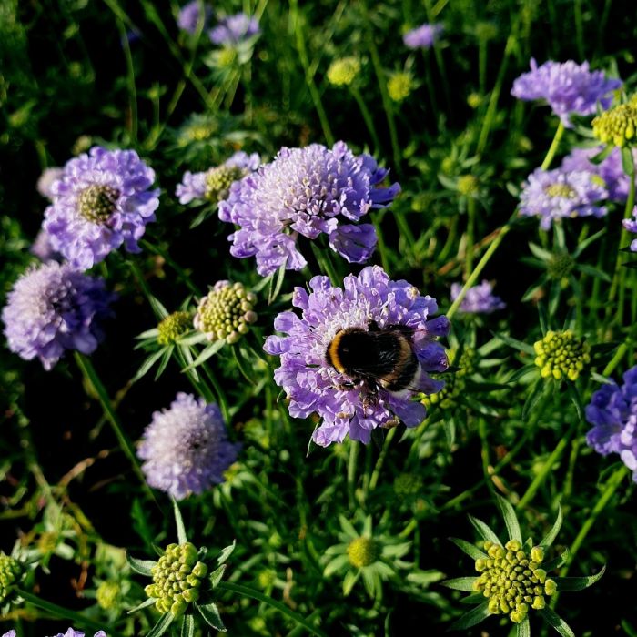 Berg\u002DSkabiose\u0020\u0028Scabiosa\u0020japonica\u0029\u0020Blue\u0020Note