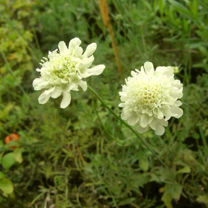 Hellgelbe\u0020Skabiose\u0020\u0028Scabiosa\u0020ochroleuca\u0029\u0020