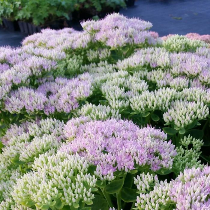 Pracht\u002DFetthenne\u0020\u0028Sedum\u0020spectabile\u0029\u0020Brilliant