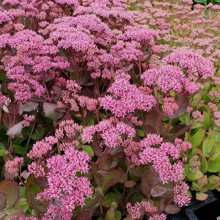 Prachtfetthenne\u0020\u0028Sedum\u0020telephium\u0029\u0020Class\u0020Act