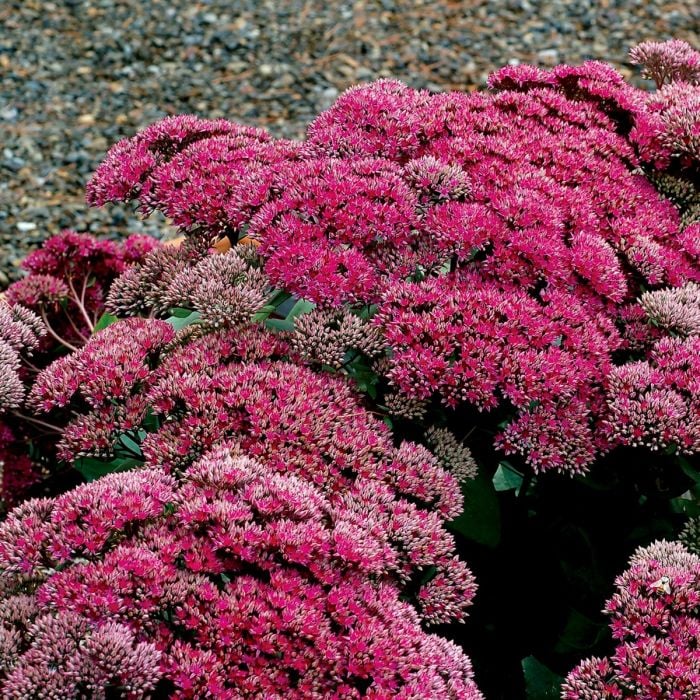 Pracht\u002DFetthenne\u0020\u0028Sedum\u0020telephium\u0029\u0020Thunderhead