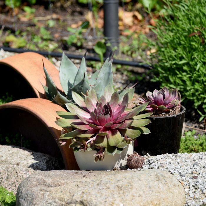 Dachwurz\u0020\u0028Sempervivum\u0029\u0020BIGSAM\u0020Pink\u0020Pomelo