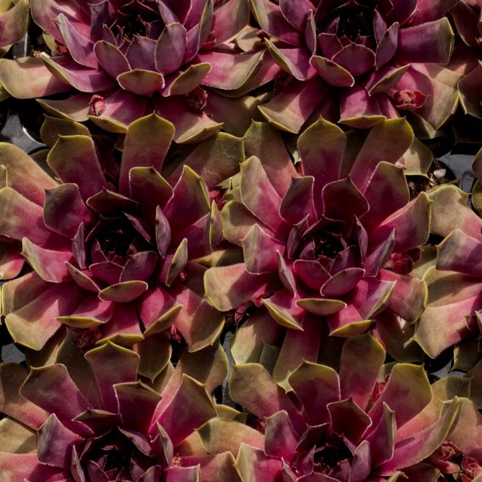 Dachwurz\u0020\u0028Sempervivum\u0029\u0020BIGSAM\u0020Pink\u0020Pomelo