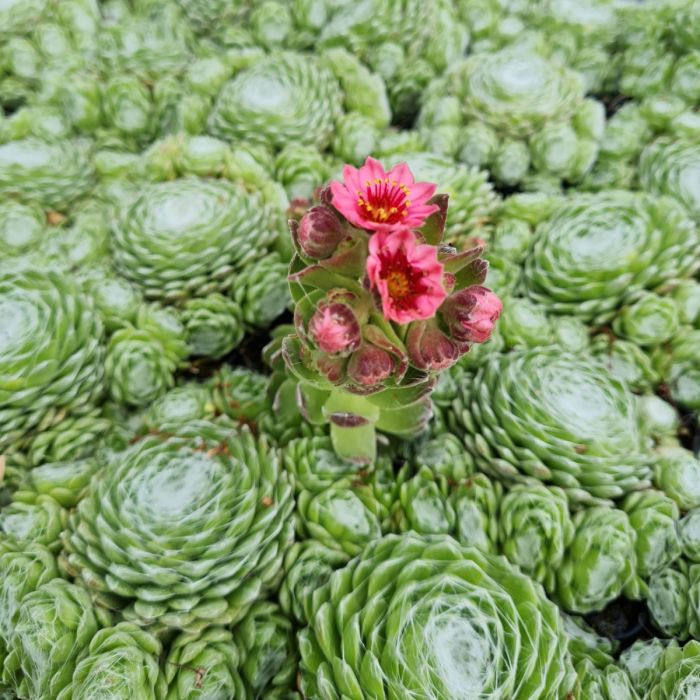 Dachwurz\u0020\u0028Sempervivum\u0029\u0020Sirius