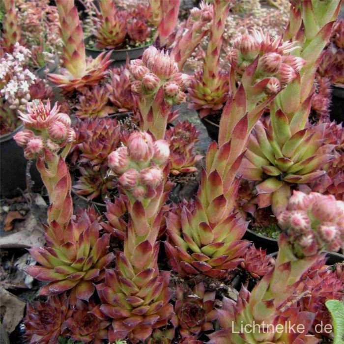 Dachwurz\u0020\u0028Sempervivum\u0020\u0029\u0020Bronco
