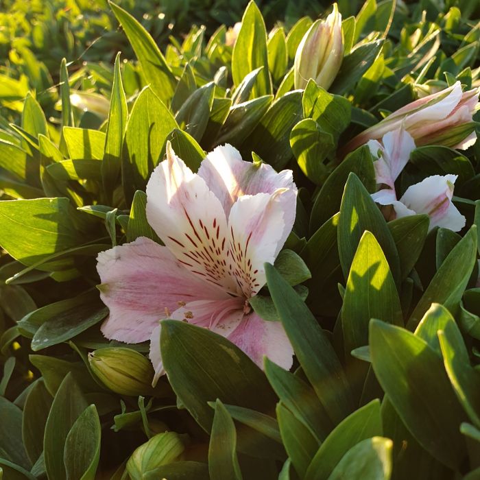 Inkalilie\u0020\u0028Alstroemeria\u0029\u0020LITTLE\u0020MISS\u0020Sophie