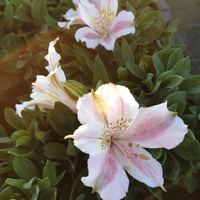 Inkalilie\u0020\u0028Alstroemeria\u0029\u0020LITTLE\u0020MISS\u0020Sophie