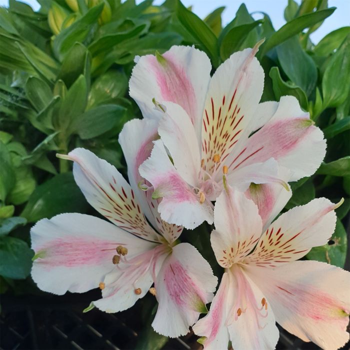 Inkalilie\u0020\u0028Alstroemeria\u0029\u0020LITTLE\u0020MISS\u0020Sophie