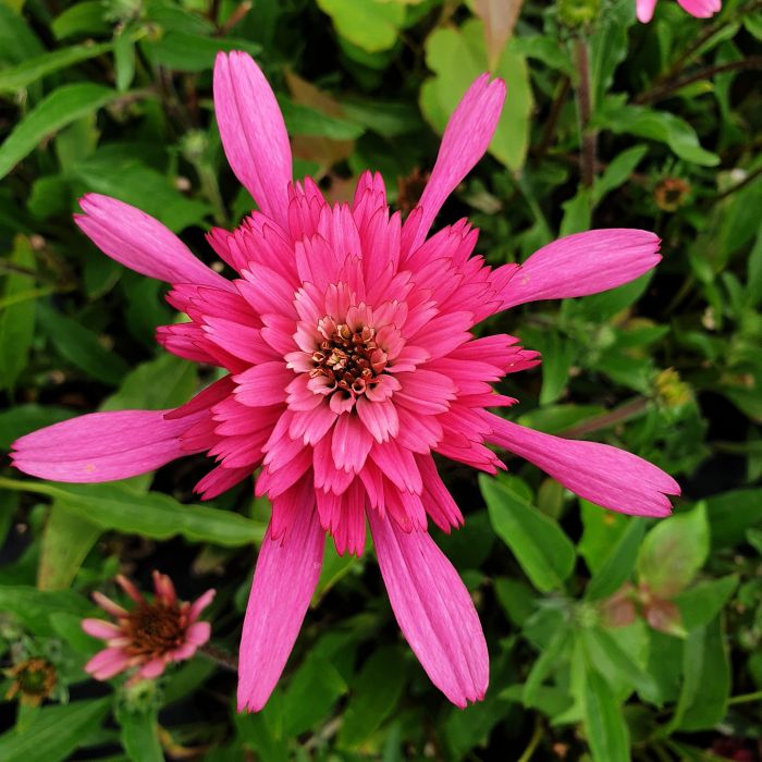 Sonnenhut\u0020\u0028Echinacea\u0029\u0020Southern\u0020Belle