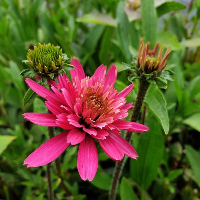 Sonnenhut\u0020\u0028Echinacea\u0029\u0020Southern\u0020Belle