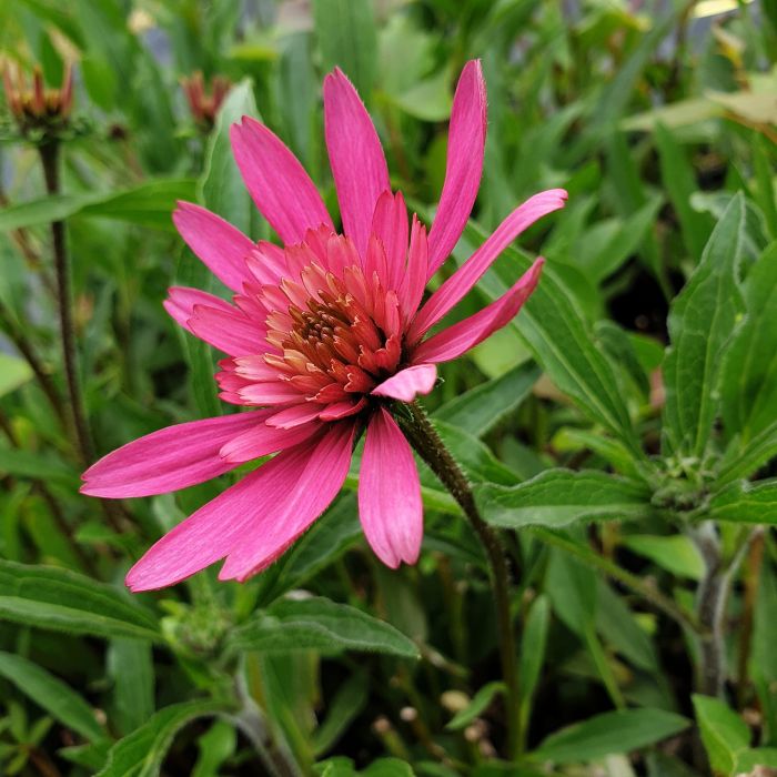 Sonnenhut\u0020\u0028Echinacea\u0029\u0020Southern\u0020Belle