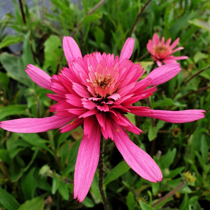 Sonnenhut\u0020\u0028Echinacea\u0029\u0020Southern\u0020Belle