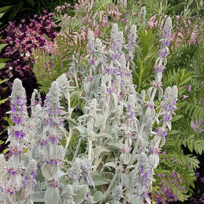 Woll Ziest (Stachys byzantin)
