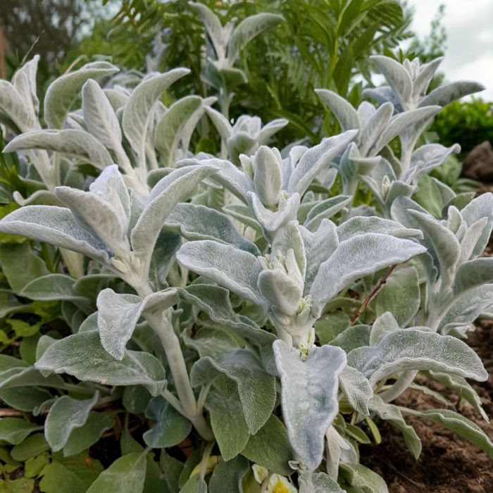 Woll Ziest (Stachys byzantin)