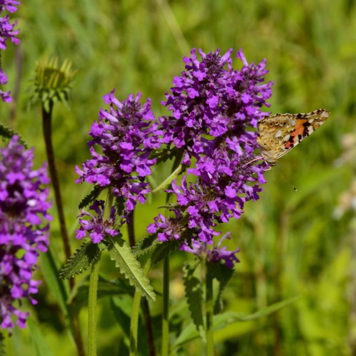 Echter\u0020Ziest\u0020\u0028Stachys\u0020officinalis\u0029\u0020