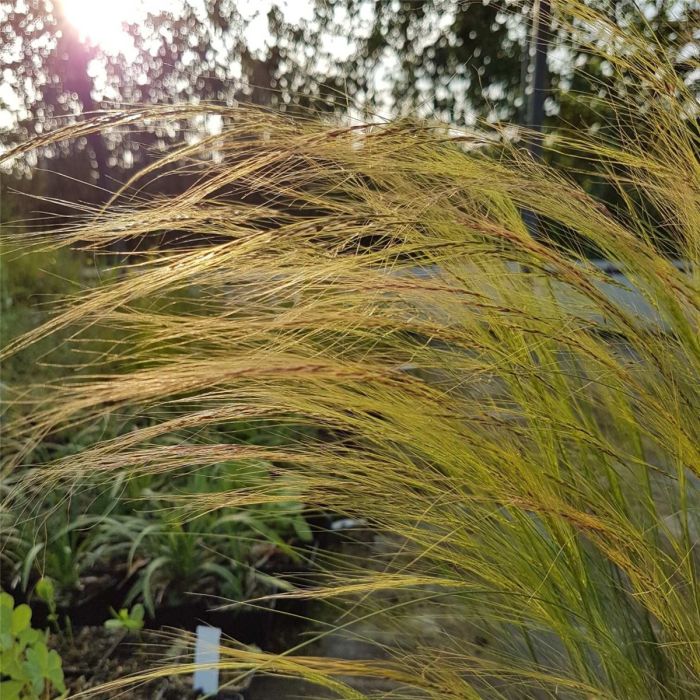 Zartes\u0020Federgras\u0020\u0028Stipa\u0020tenuissima\u0029\u0020Pony\u0020Tails