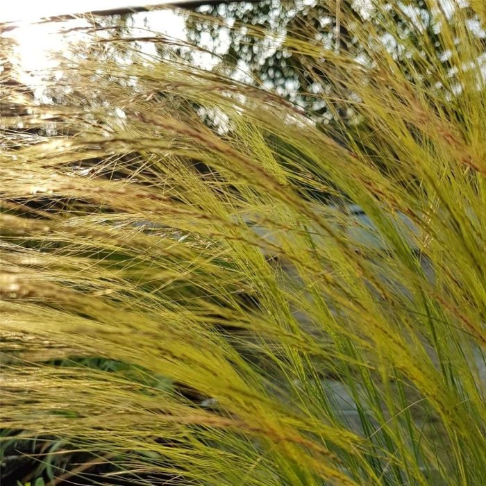 Zartes\u0020Federgras\u0020\u0028Stipa\u0020tenuissima\u0029\u0020Pony\u0020Tails