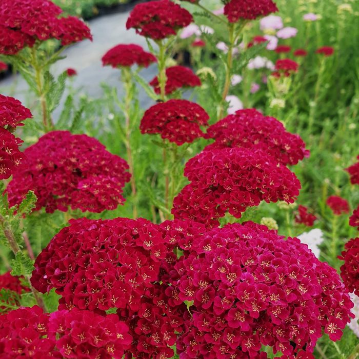 Schafgarbe\u0020\u0020\u0028Achillea\u0020millefolium\u0029\u0020Sammetriese\u00A0