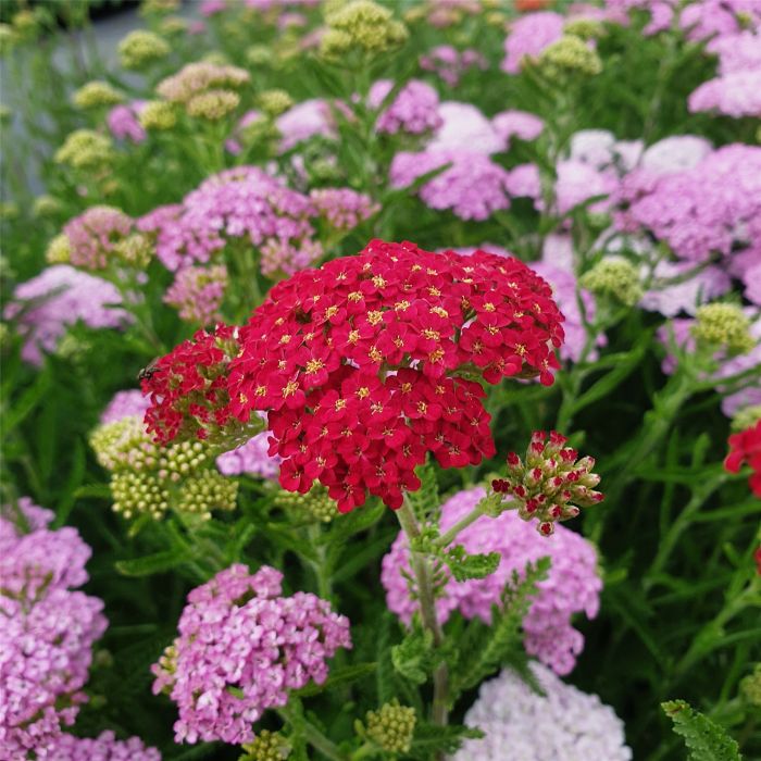 Schafgarbe\u0020\u0020\u0028Achillea\u0020millefolium\u0029\u0020Sammetriese\u00A0