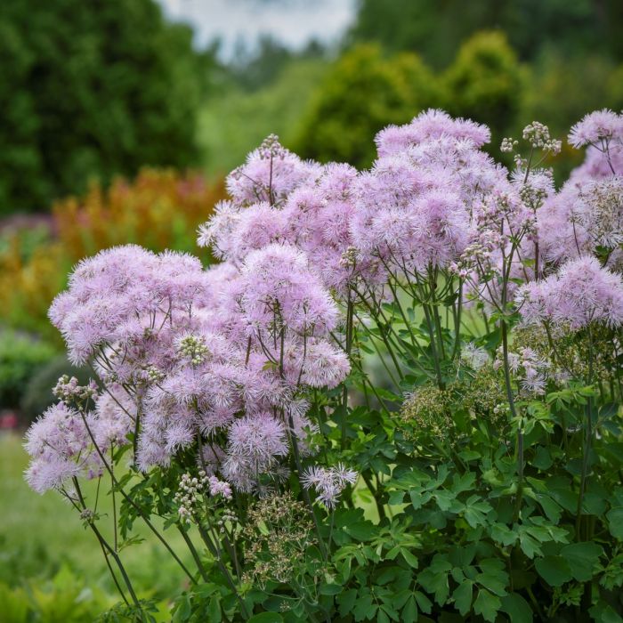 Wiesenraute\u0020\u0028Thalictrum\u0020aquilegifolium\u0029\u0020Cotton\u0020Candy