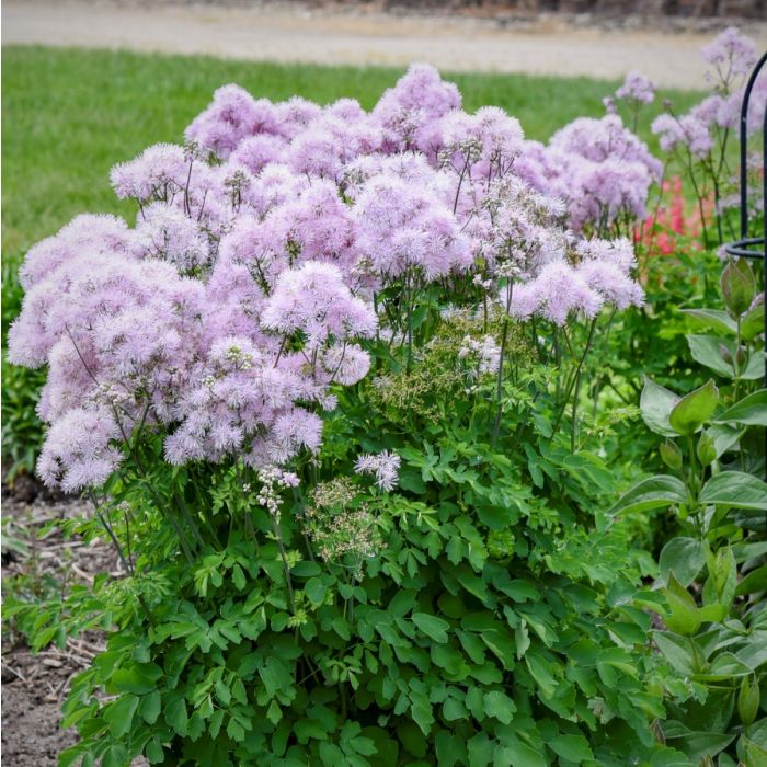 Wiesenraute\u0020\u0028Thalictrum\u0020aquilegifolium\u0029\u0020Cotton\u0020Candy