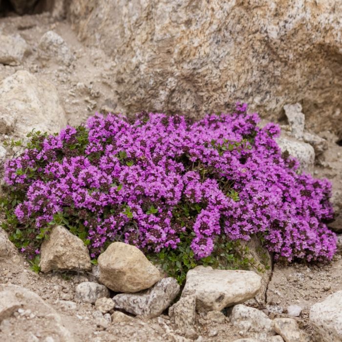 Polsterthymian\u0020\u0028Thymus\u0020praecox\u0029\u0020Atropurpurea\u0020