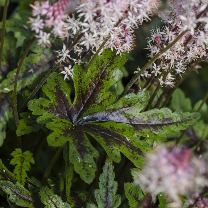 Herzbl\u00E4ttrige\u0020Schaumbl\u00FCte\u0020\u0028Tiarella\u0020cordifolia\u0029\u0020Angel\u0020Wings