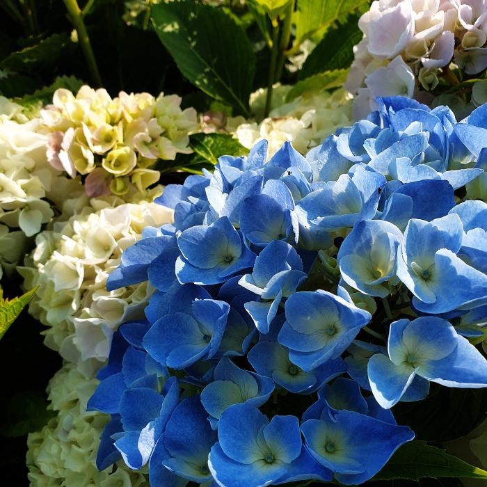 Dreifarbige\u0020Ball\u002DHortensie\u0020\u0028Hydrangea\u0020macrophylla\u0029\u0020Trio