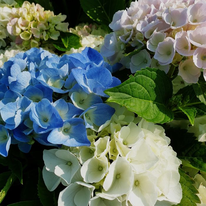 Dreifarbige\u0020Ball\u002DHortensie\u0020\u0028Hydrangea\u0020macrophylla\u0029\u0020Trio