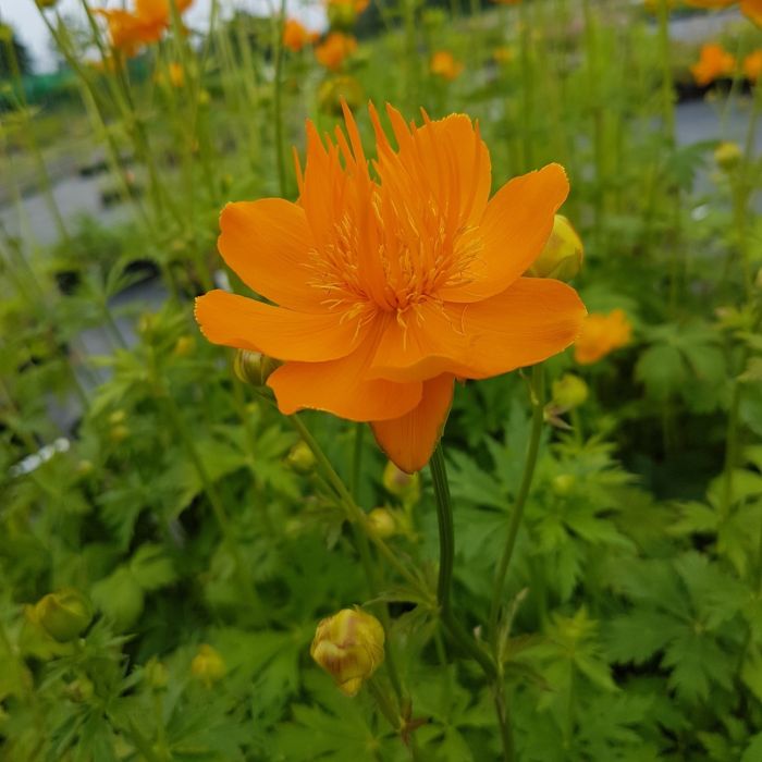 Trollblume\u0020\u0028Trollius\u0020chinensis\u0020\u0029\u0020Goldk\u00F6nigin
