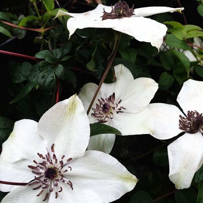 Waldrebe\u0020\u0028Clematis\u0020hybrida\u0029\u0020Tsukiko\u2122