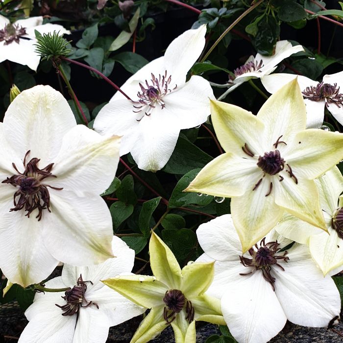 Waldrebe\u0020\u0028Clematis\u0020hybrida\u0029\u0020Tsukiko\u2122