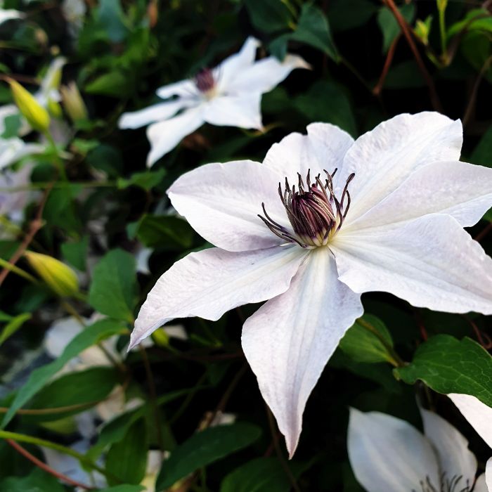 Waldrebe\u0020\u0028Clematis\u0020hybrida\u0029\u0020Tsukiko\u2122