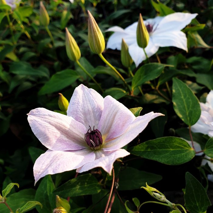 Waldrebe\u0020\u0028Clematis\u0020hybrida\u0029\u0020Tsukiko\u2122