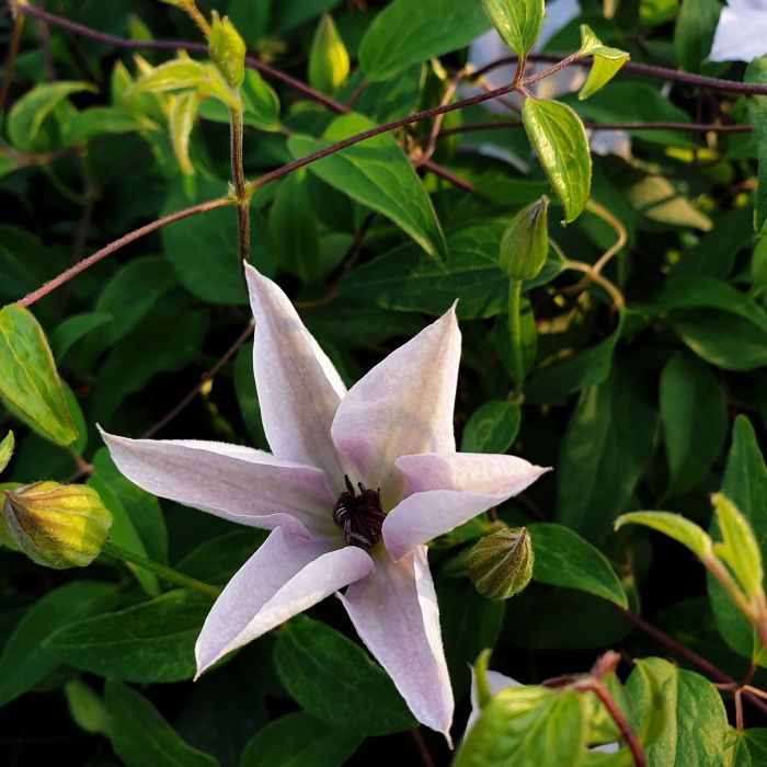 Waldrebe\u0020\u0028Clematis\u0020hybrida\u0029\u0020Tsukiko\u2122