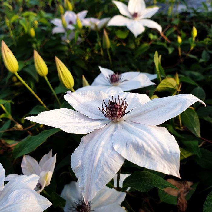 Waldrebe\u0020\u0028Clematis\u0020hybrida\u0029\u0020Tsukiko\u2122